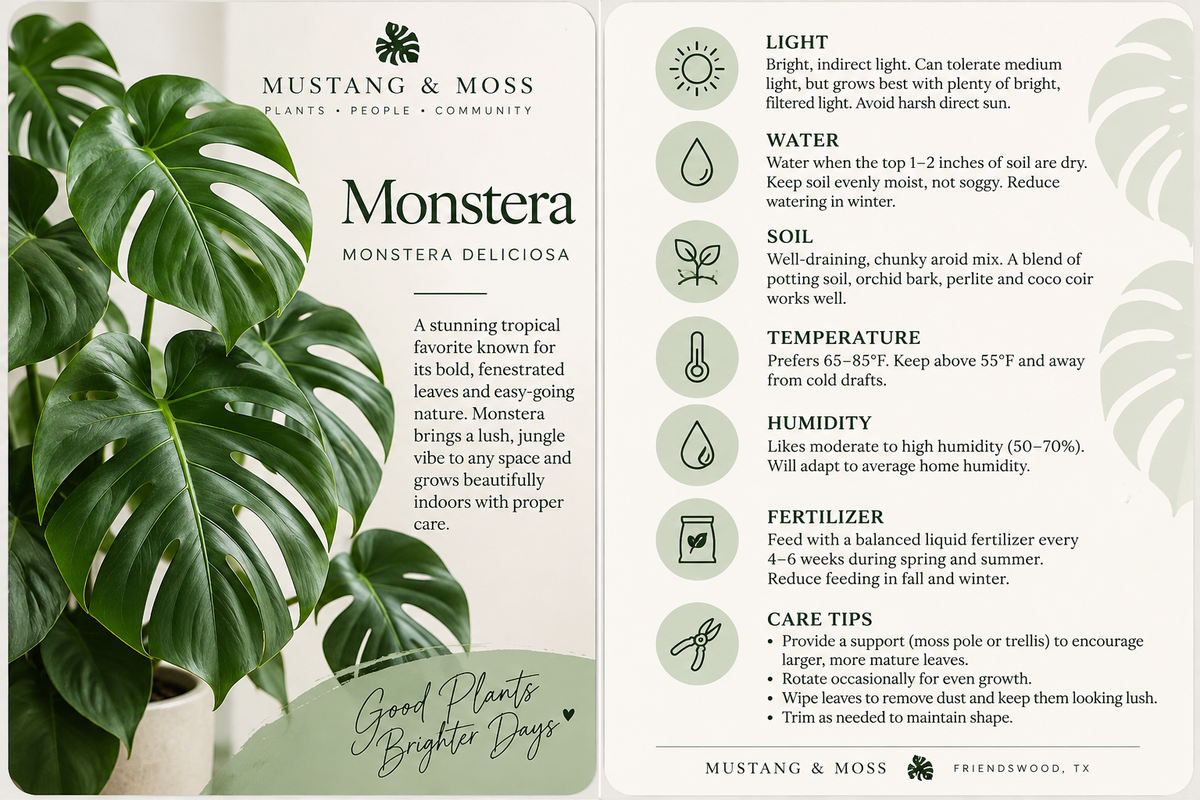 Caring for a Monstera