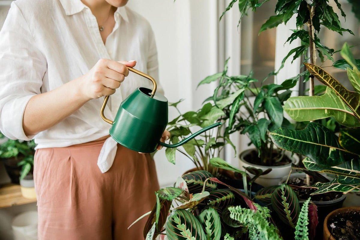 Vacation Plant Care