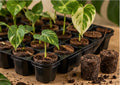 Plant Plugs (10)
