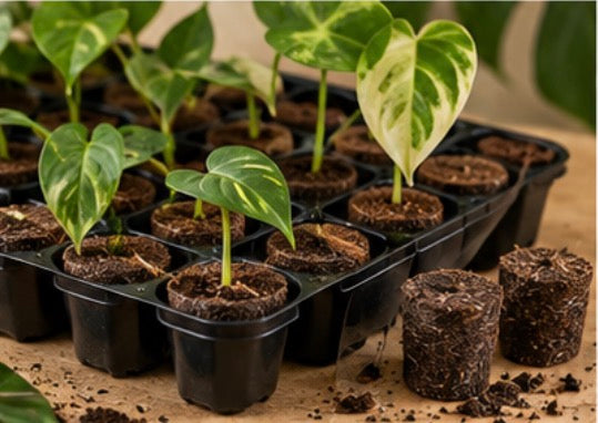 Plant Plugs (10)