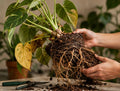 Plant Rescue & Rehab